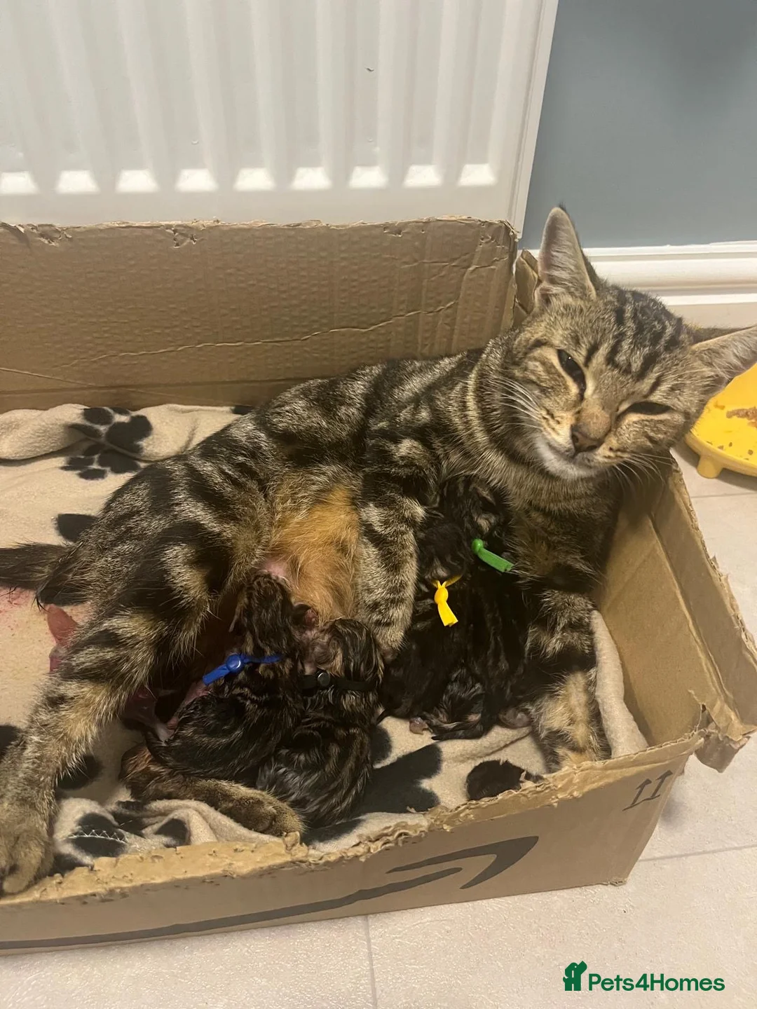 Domestic Shorthair cats for adoption: 5 tabby rescue kittens - reservation list open - Advert 1
