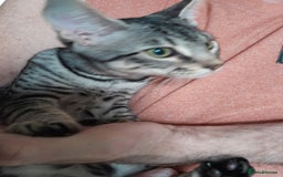 Savannah cats for sale: Full Pedigree TICA reg Savannah Girl Kitten - Image 20