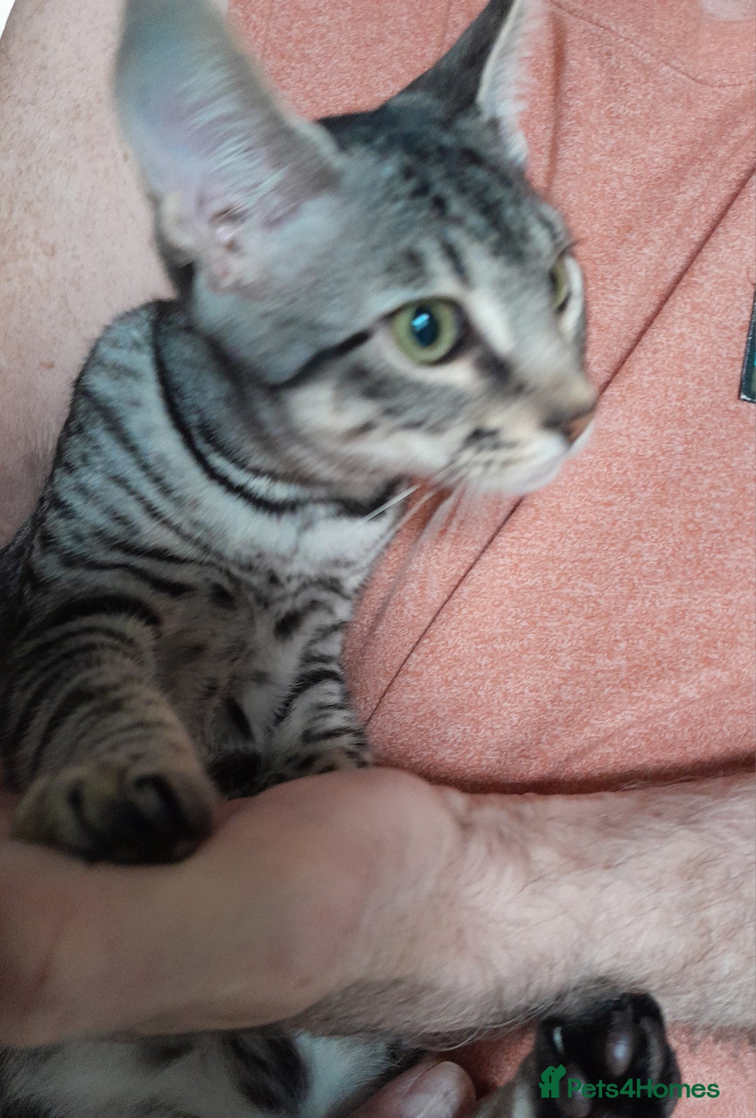 Savannah cats for sale: Full Pedigree TICA reg Savannah Girl Kitten - Image 20
