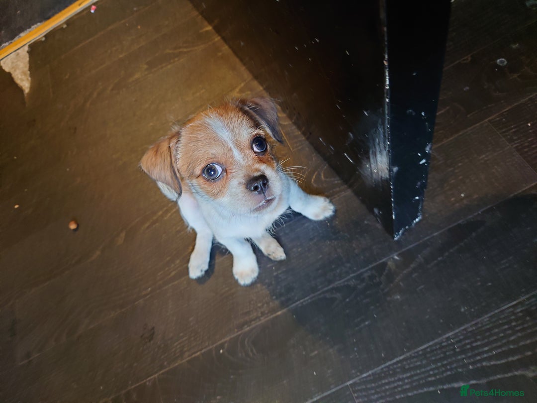 Mixed Breed dogs for sale: Female puppy for sale  - Image 1