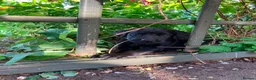Springador dogs for sale: Springador Puppies - Advert 5