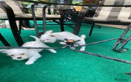 Mixed Breed dogs for sale: Beautiful playfull puppies ready now  - Image 6