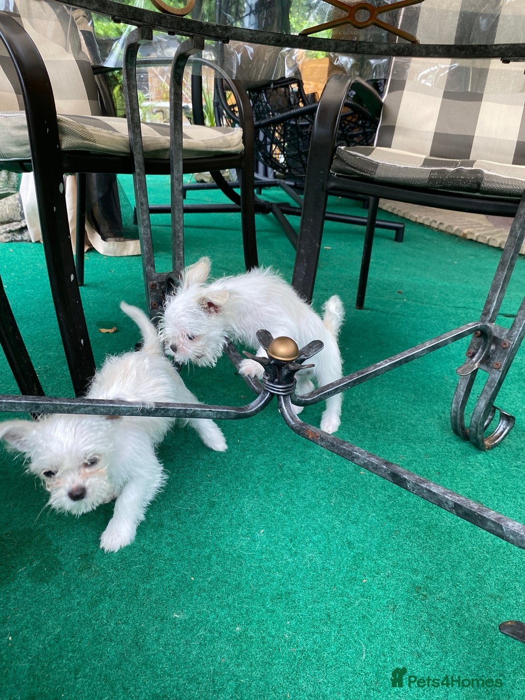 Mixed Breed dogs for sale: Beautiful playfull puppies ready now  - Image 6