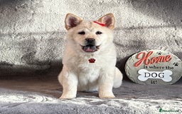 Siberian Husky dogs for sale: Stunning exotic colour puppies for sale  - Image 12