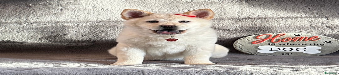  Puppy 2