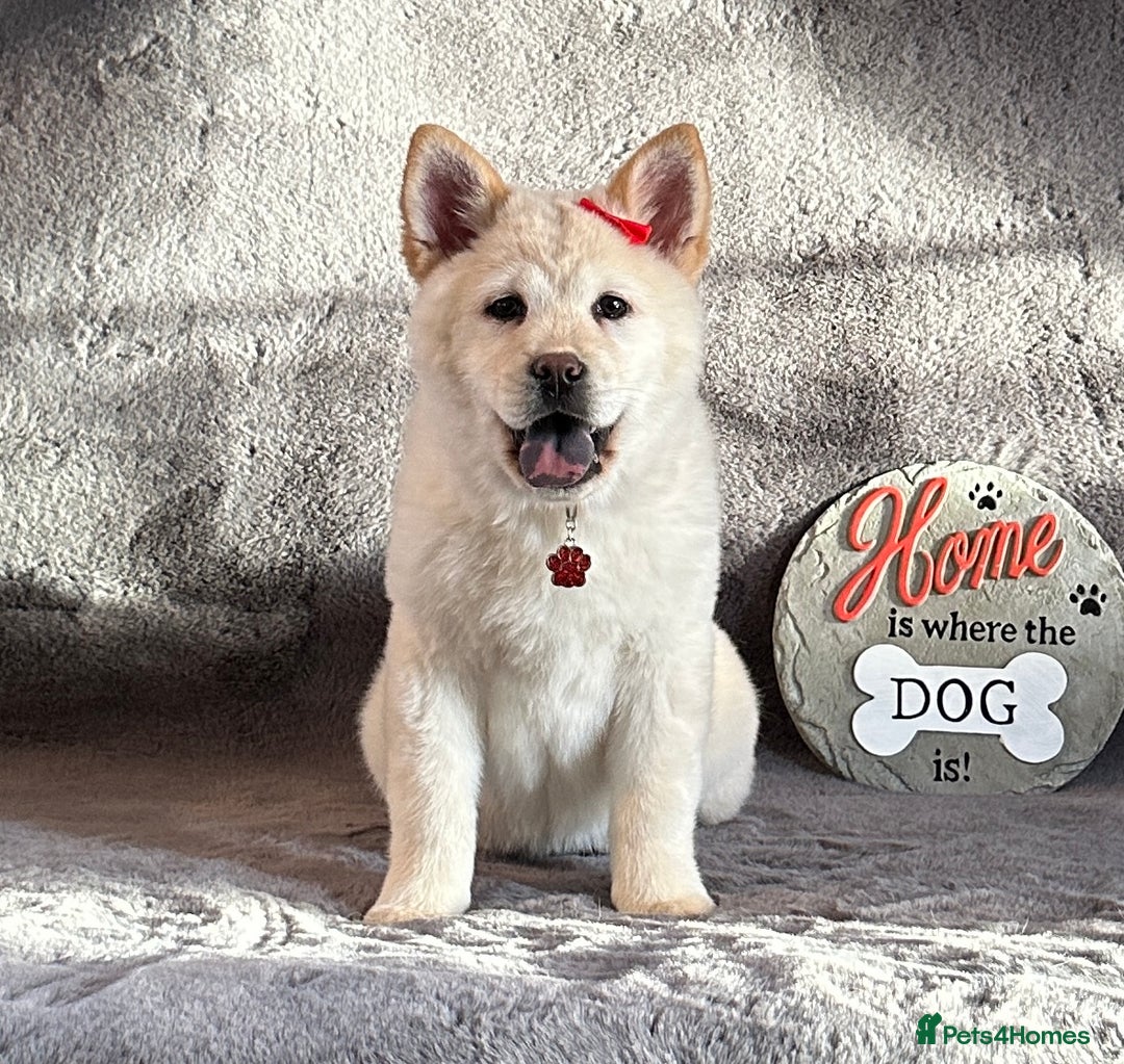 Siberian Husky dogs for sale: Stunning exotic colour puppies for sale  - Image 12