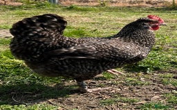 Chickens poultry for sale: Various young hens for sale  in King's Lynn - Image 1