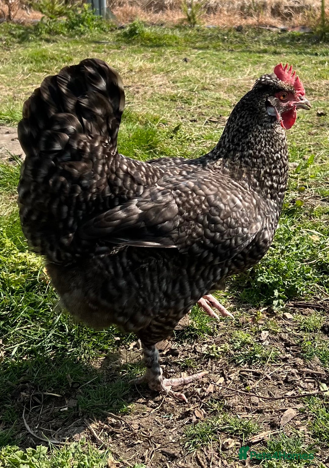 Chickens poultry for sale: Various young hens for sale  in King's Lynn - Image 1