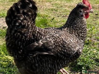 Chickens poultry in King's Lynn - Advert 28