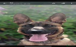 Belgian Shepherd Dog dogs for sale: Chunky Boy Top working lines  - Image 5