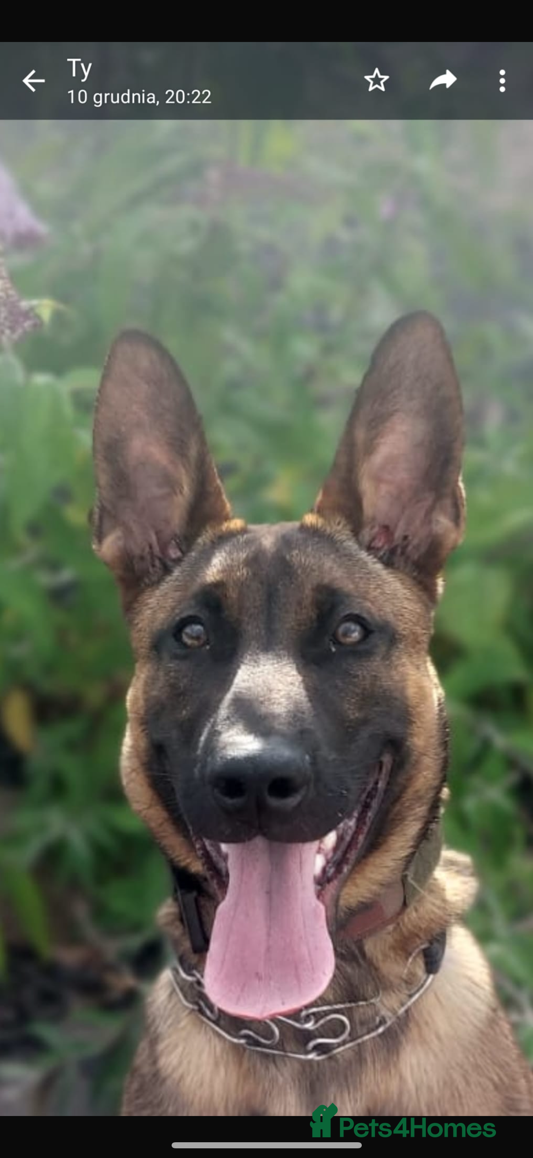 Belgian Shepherd Dog dogs for sale: Chunky Boy Top working lines  - Image 5