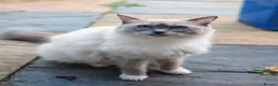 Ragdoll cats for sale: Male kitten Ragdoll  Mix - Advert 12
