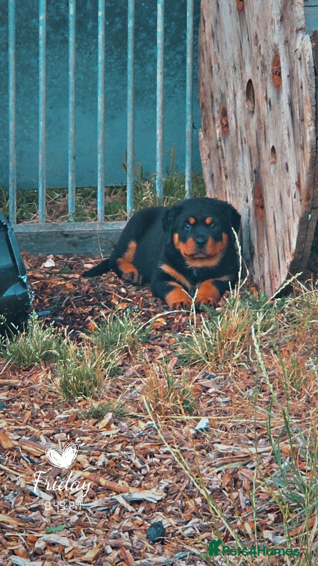 Rottweiler dogs for sale: Top quality Rottweiler pups - Image 4