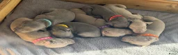 Weimaraner dogs for sale: Stunning 💙&🩶 KC Registered Weimaraner pups 🩷&💙 - Advert 2
