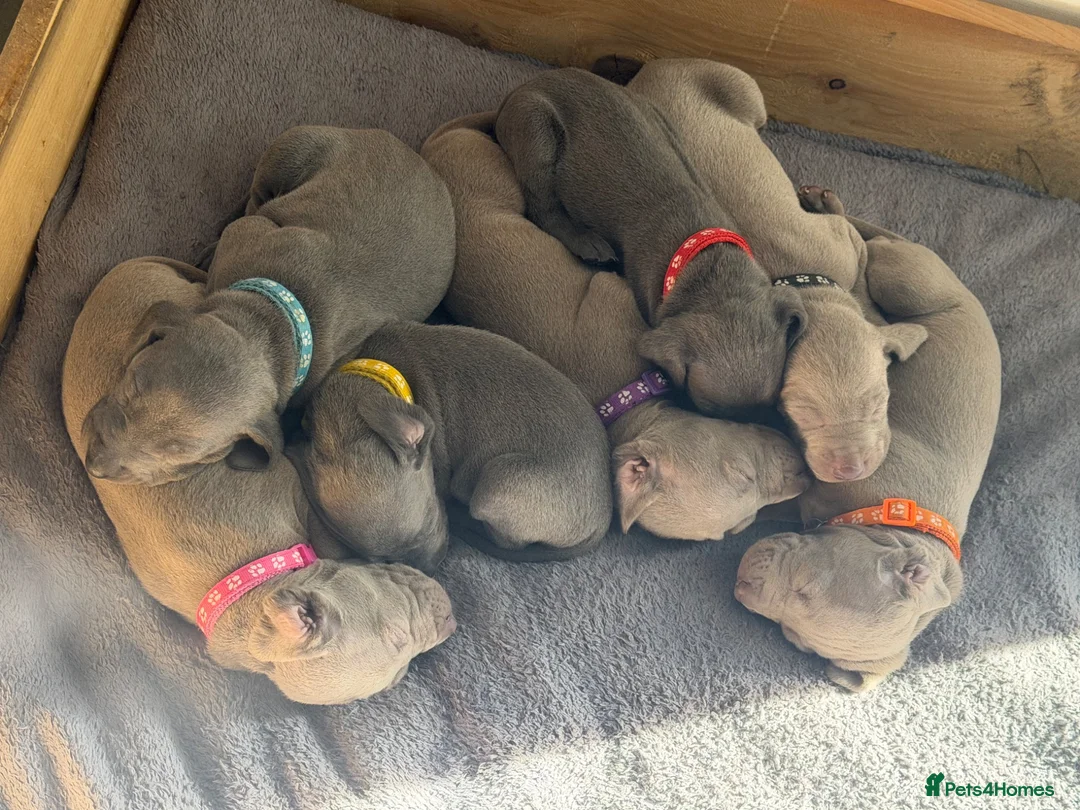 Weimaraner dogs for sale: Stunning 💙&🩶 KC Registered Weimaraner pups 🩷&💙 - Advert 2