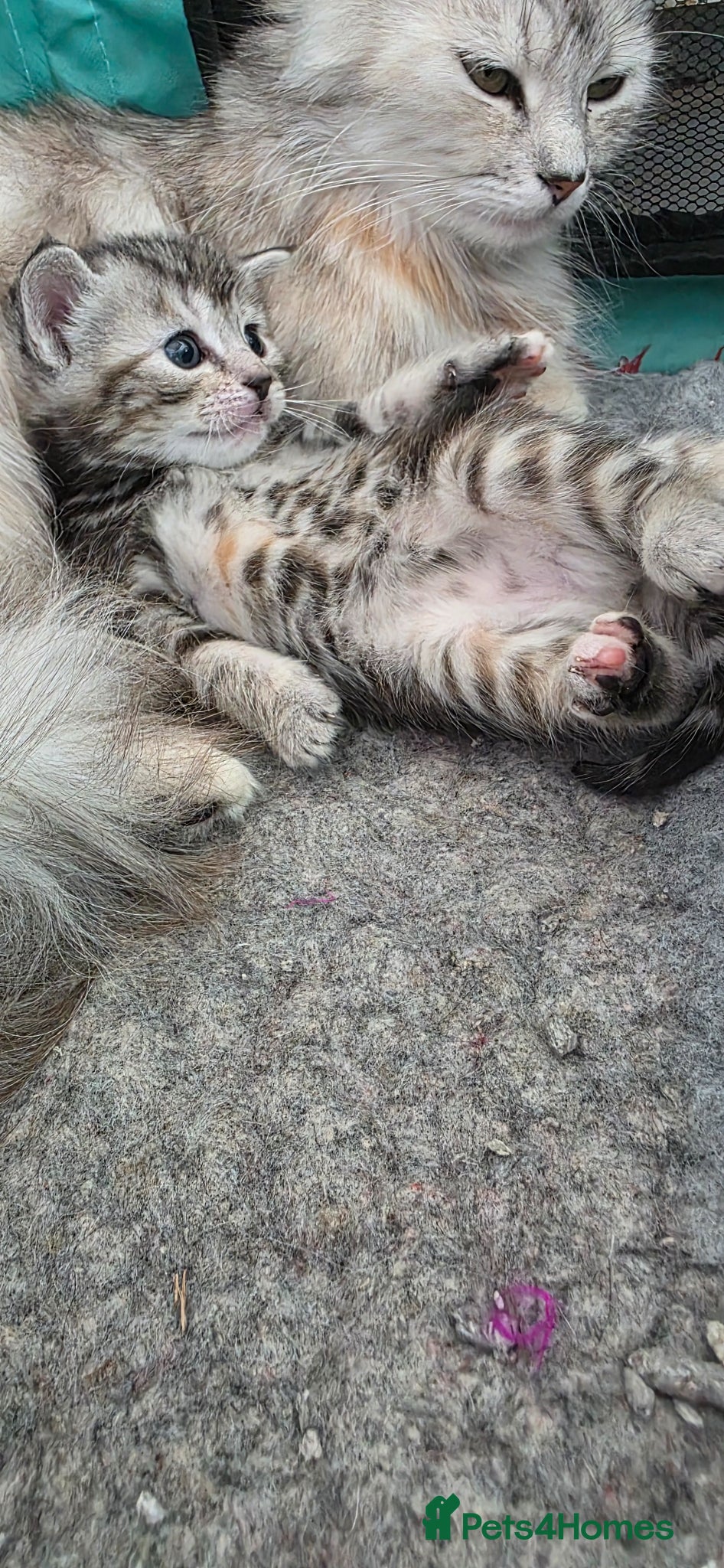 Mixed Breed cats Maincoon x British short hair  - Advert 14