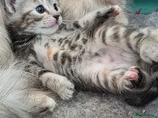 Mixed Breed cats Maincoon x British short hair - Advert 14