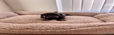 Miniature Dachshund 3
