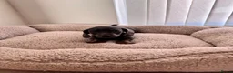 Miniature Dachshund dogs for sale: Miniature dachshund in Manchester - Advert 11