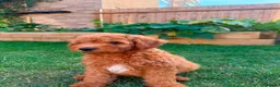 Mixed Breed dogs for sale: Outstanding litter of double doodles  - Advert 6