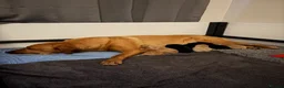 Labrador Retriever dogs for sale: Gorgeous Labrador puppies  - Advert 3