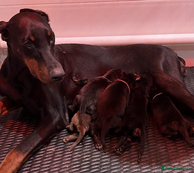 Dobermann dogs for sale: Top Quality Male Dobermann Puppy - Advert 1