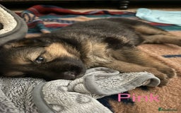 German Shepherd dogs for sale: KC Registered German Shepherd Puppies - Image 27