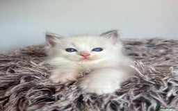 Ragdoll cats for sale: GCCF registered Kitten! 💙 Lilac  - Image 12