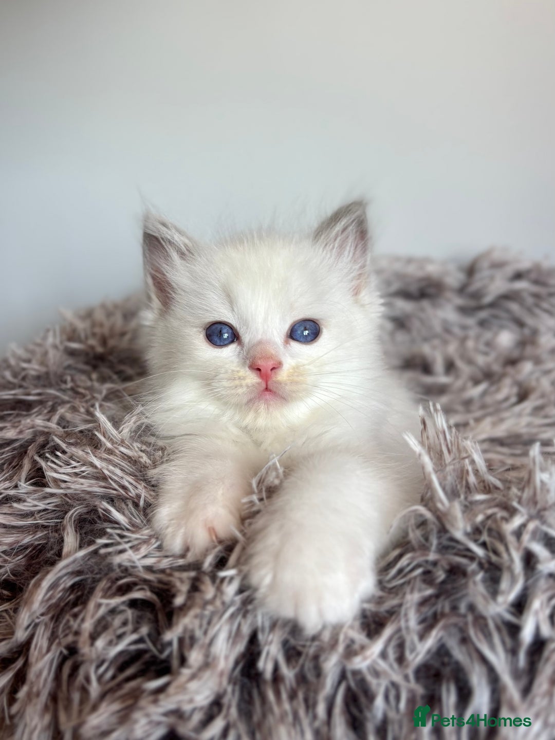 Ragdoll cats for sale: GCCF registered Kitten! 💙 Lilac  - Image 12