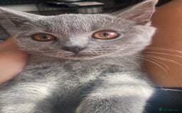 British Shorthair cats for sale: Two British short hair cats for sale - Image 9
