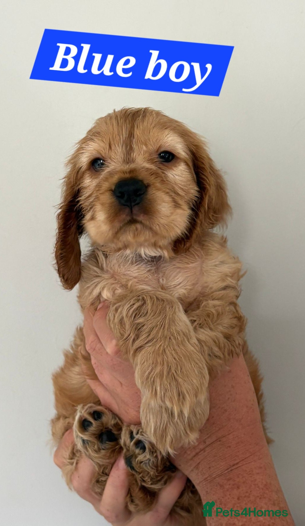 Cocker Spaniel Puppy 3