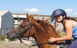 Arabian horse horses for sale: 15hh Arab Gelding For Sale - Image 1