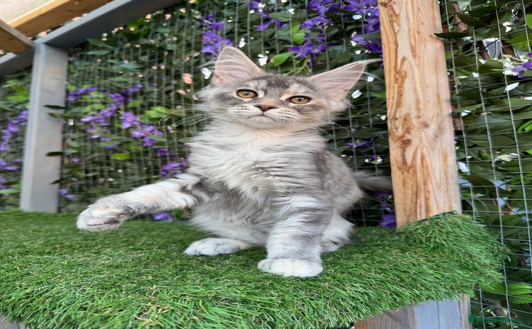 Maine Coon cats - Advert 20