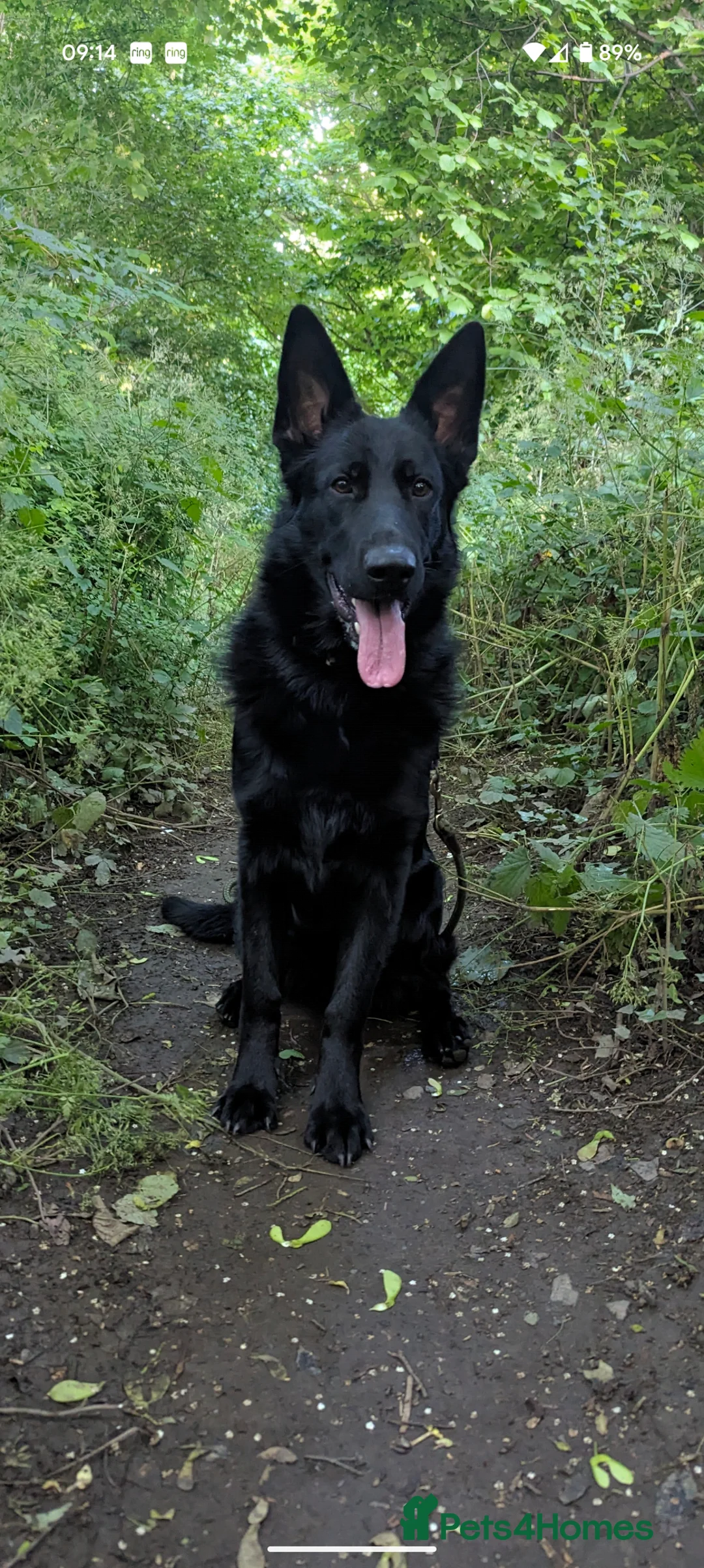 German Shepherd dogs for stud: Black German Shepherd Stud KC  in Halesowen - Advert 3