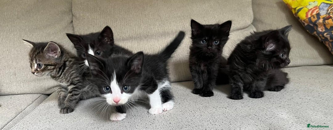 Mixed Breed cats for sale: 5 Beautiful fluffy kittens ready to be re-homed ❤️ - Image 27