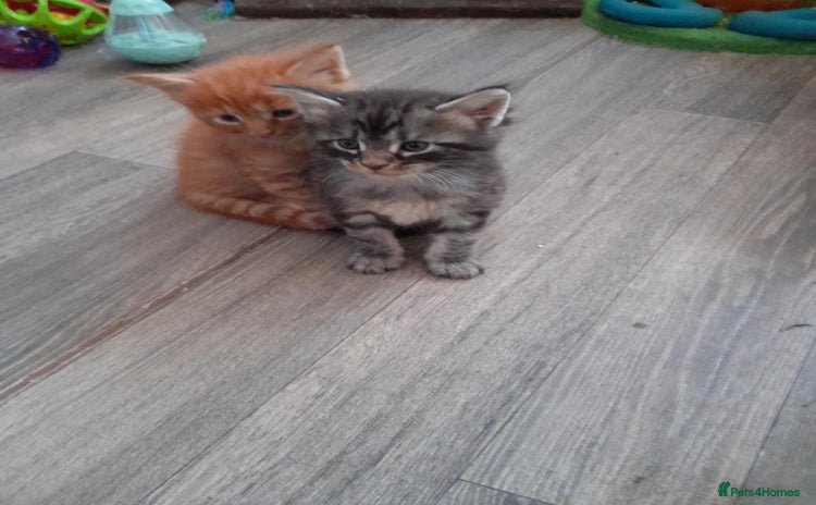 Maine Coon cats - Advert 1