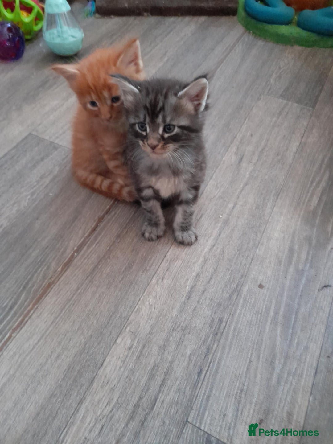 Maine Coon cats for sale: Maine coon kittens - Image 1