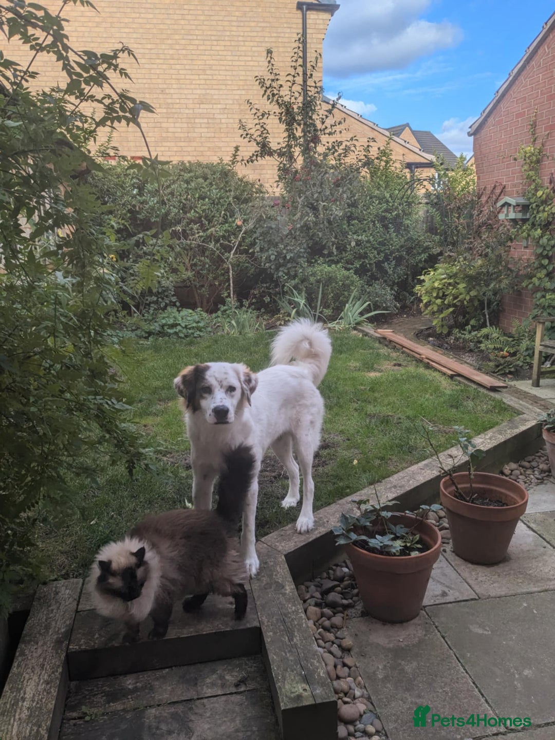 Mixed Breed dogs for adoption: Ned needs someone to believe in him 💙 - Advert 12