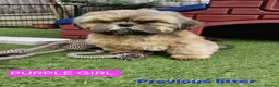 Shih Tzu dogs for sale: 🐶🐾EXCEPTIONAL PURE STANDARD SHIH TZU PUPPIES🐾🐶 - Advert 23