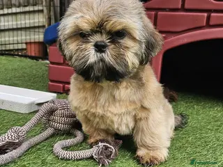Shih Tzu dogs 🐶🐾3 PUPPIES AVAILABLE, SEE VIDEOS 🐾🐶 - Advert 2