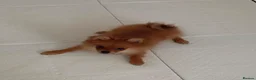 Pomeranian dogs for sale: Pomeranian fox snout - Advert 4