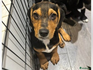 Bocker dogs Cocker spaniel x beagle puppies - Advert 1