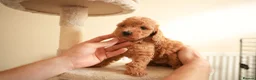 Cockapoo dogs for sale: Gorgeous Cockapoo For Sale  - Advert 10