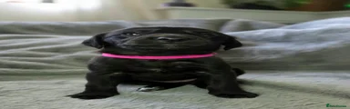 Pink Collar