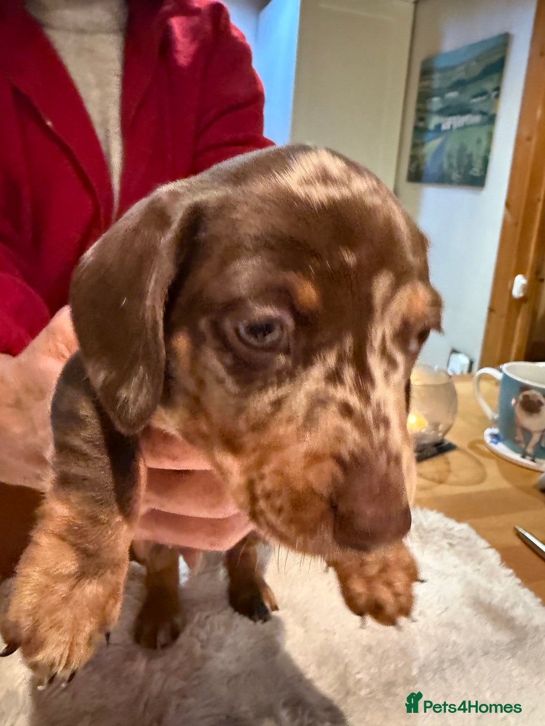 Miniature Dachshund dogs for sale: Miniature Dachshund puppies for sale - Advert 8