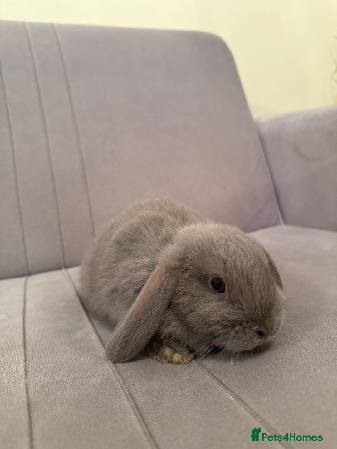 Mini Lion Lop rabbits for sale: Mini lop  - Advert 2