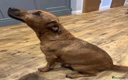 Mixed Breed dogs for sale: Whippet * patterdale  - Image 9