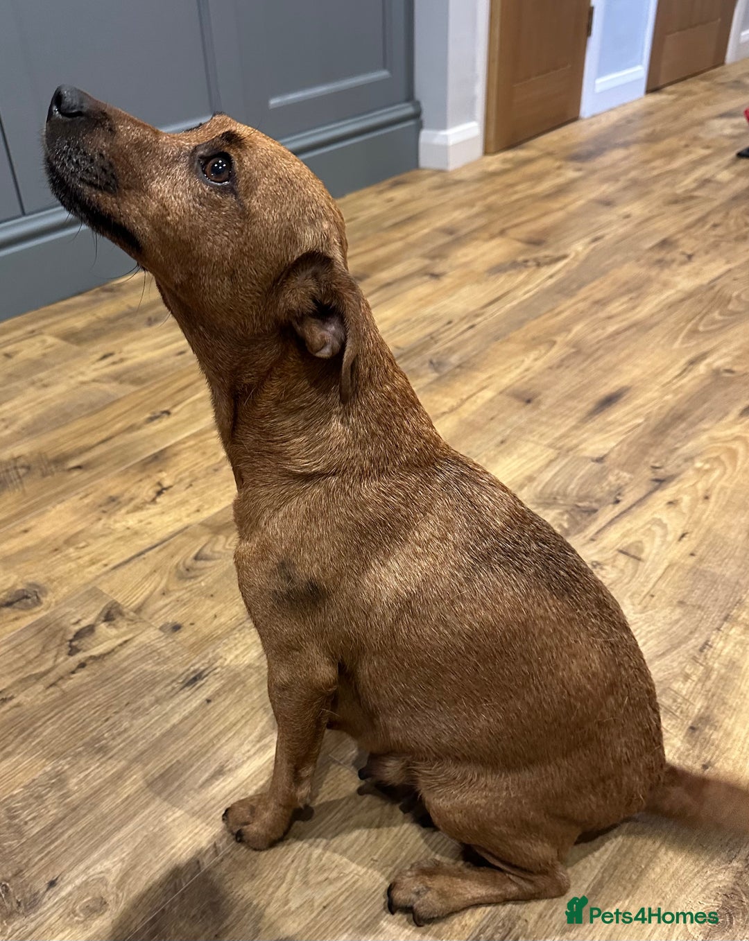 Mixed Breed dogs for sale: Whippet * patterdale  - Image 9
