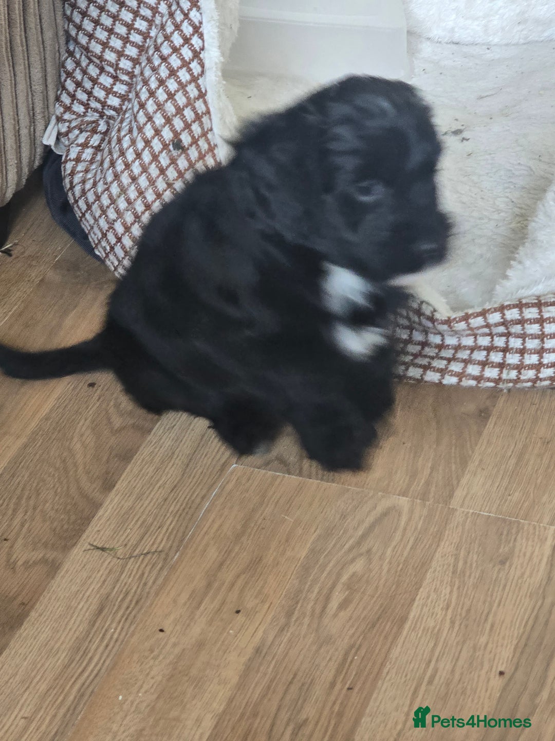 Cockapoo dogs for sale: Cockapoo pups - Image 8