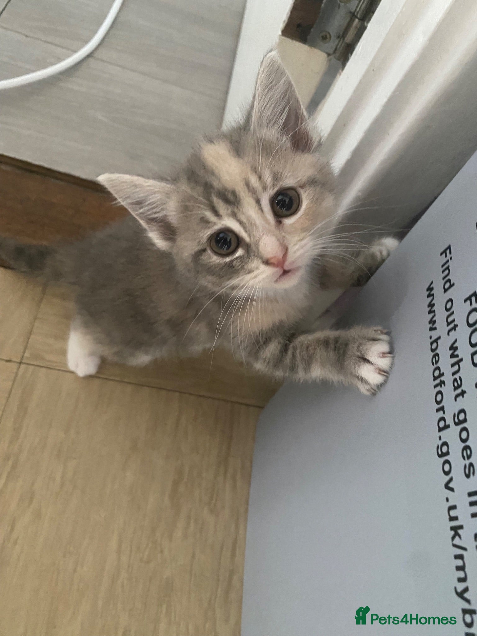 Mixed Breed cats Adorable kittens  - Advert 1
